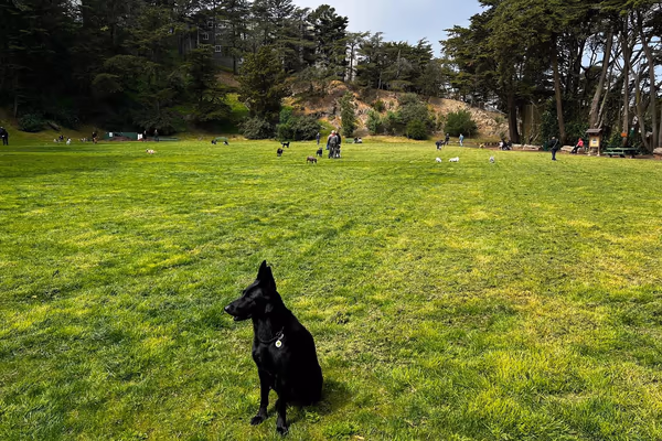 Upper Douglass Dog Play Area photo 1